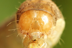 Ammoconia caecimacula