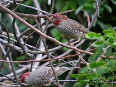 Amadina erythrocephala