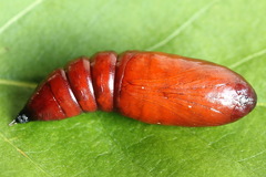 Ammoconia caecimacula