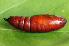 Ammoconia caecimacula