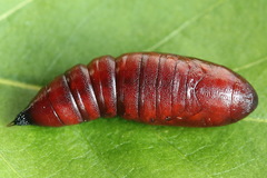 Ammoconia caecimacula