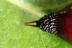 Ammoconia caecimacula