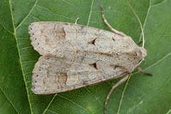 Ammoconia caecimacula