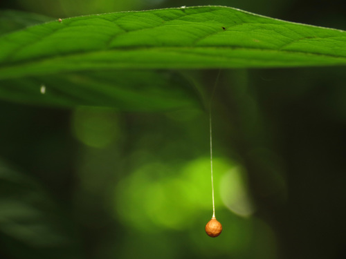 Common Eastern Ray Spider