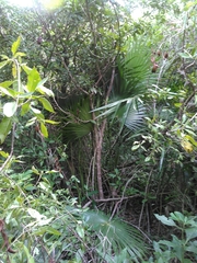 Thrinax radiata