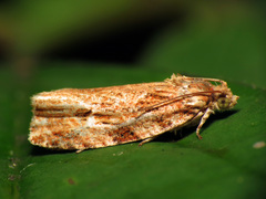 Phaecasiophora
