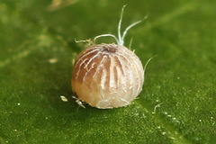 Amphipyra perflua