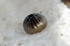 Amphipyra perflua