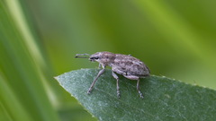 Tanymecus palliatus