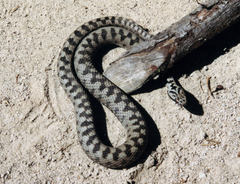 Vipera berus bosniensis