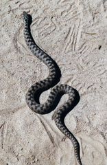 Vipera berus bosniensis