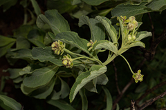 Lippia oatesii image