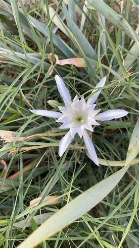 Sea Daffodil