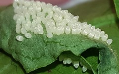 Placidina euryanassa