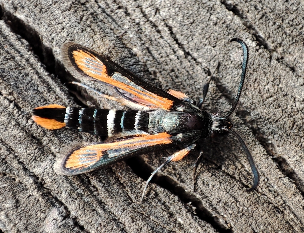 Bembecia lavrovi
