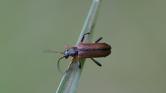 Cortodera femorata