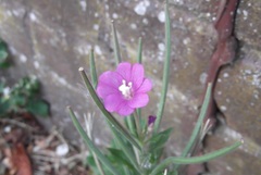 Epilobium hirsutum