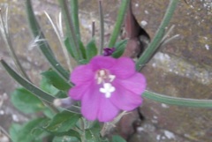 Epilobium hirsutum
