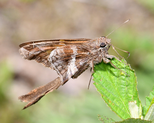 Hesperiidae image