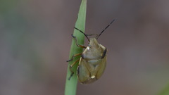 Chlorochroa pinicola