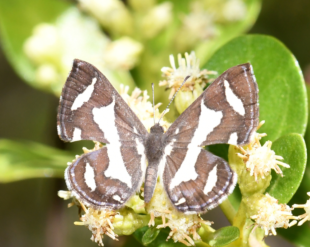 bumblebee metalmark