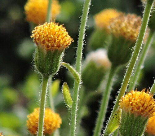 Rayless arnica (Arnica discoidea)