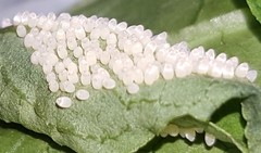 Placidina euryanassa