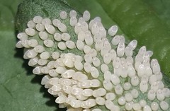 Placidina euryanassa