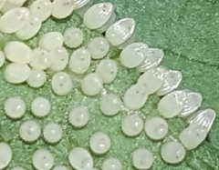 Placidina euryanassa