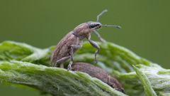 Tanymecus palliatus
