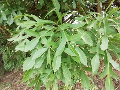 Cussonia