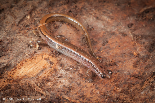 Western Dwarf Salamander