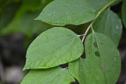 Grewia eriocarpa observed 2023-06-17