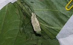 Placidina euryanassa