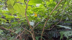 Placidina euryanassa