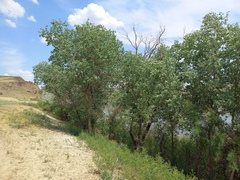 Populus pruinosa, photograph (c) Alexander Dubynin, some rights reserved (CC BY)