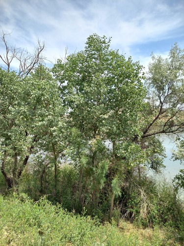 Populus pruinosa, photograph 6