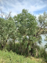 Populus pruinosa, photograph (c) Alexander Dubynin, some rights reserved (CC BY)