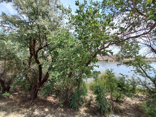 Populus pruinosa, photograph 3