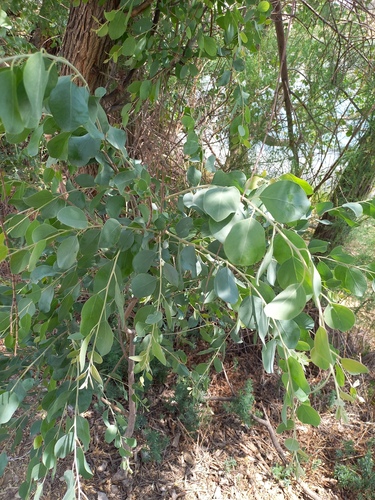 Populus pruinosa, photograph 4