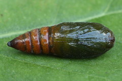 Anarta myrtilli