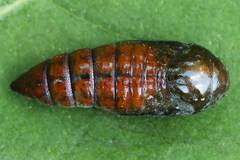 Anarta myrtilli