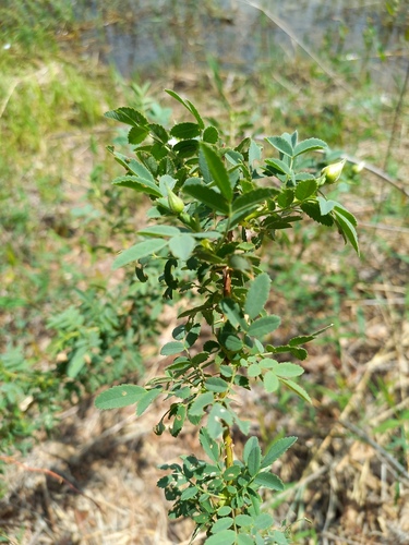 Rosa beggeriana, photograph 5