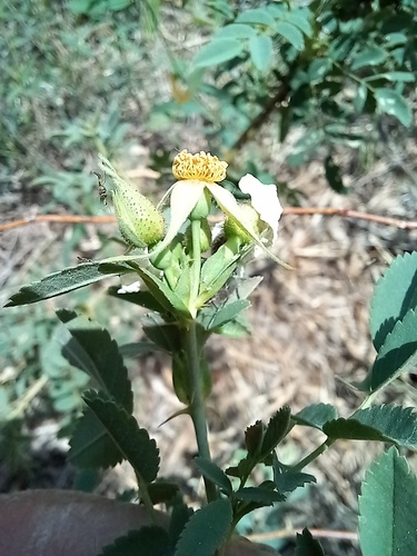 Rosa beggeriana, photograph 4