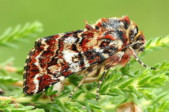 Anarta myrtilli