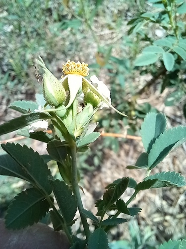 Rosa beggeriana, photograph 6