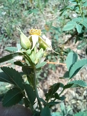 Rosa beggeriana, photograph (c) Alexander Dubynin, some rights reserved (CC BY)