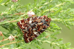 Anarta myrtilli