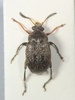 Bruchus laticollis - Photo (c) Taxon Expeditions, some rights reserved (CC BY-SA), uploaded by Taxon Expeditions