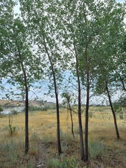 Populus pruinosa, photograph (c) Alexander Dubynin, some rights reserved (CC BY)
